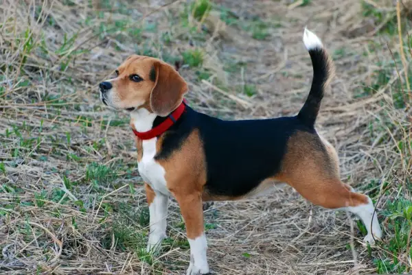 Beagle tricolore avec un collier rouge, curieux de savoir à quel âge un beagle se calme.