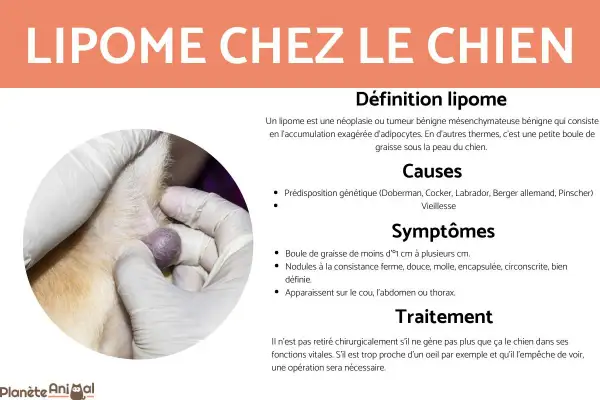 Gros plan sur une petite boule de graisse sous la peau d'un chien, examinée par des mains gantées.