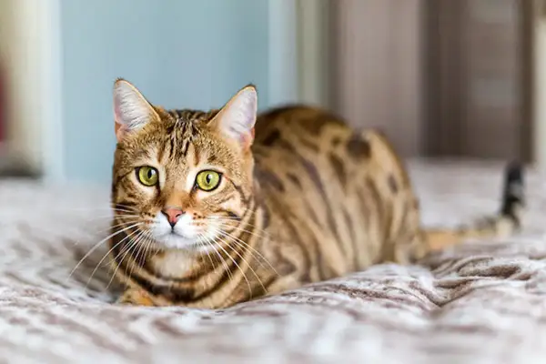 Un chat Bengal aux yeux verts, au pelage tacheté, se repose sur un plaid. Il semble réfléchir à quel âge un chat ne joue plus.