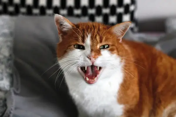 Gros plan sur un chat roux et blanc avec la gueule ouverte, montrant ses crocs. On dirait qu'il est en train de grogner.