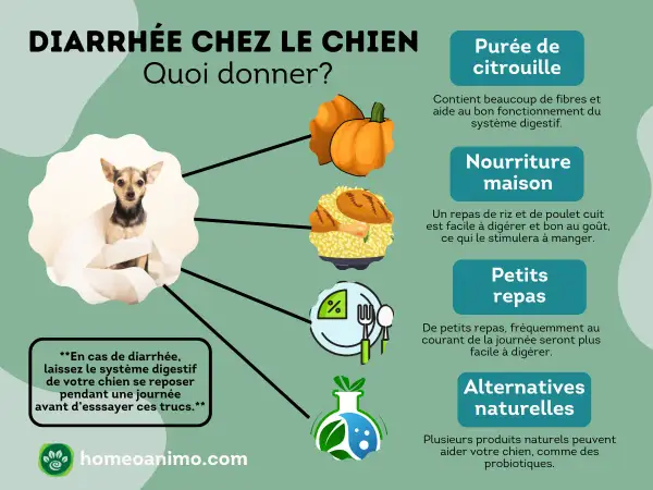 Conseils pour la diarrhée chez le chien : purée de citrouille, riz et poulet, petits repas et alternatives naturelles.