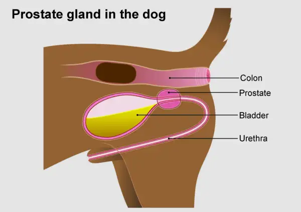 Schéma anatomique du chien montrant la prostate, la vessie, l'urètre et le côlon. L'hyperplasie de la prostate chez le chien est une condition courante.