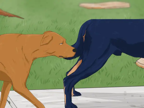 Un chien brun renifle l'arrière d'un chien bleu. Le chien bleu semble un peu surpris par cette saillie chien inexpérimenté.