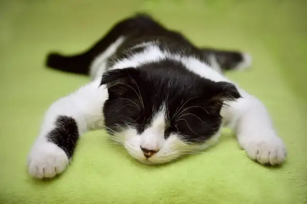Un chaton noir et blanc, tout mou, dort profondément sur un fond vert. Il faut dire que mon chat dort beaucoup !