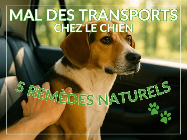 Un chien malade en voiture, le regard un peu perdu, reçoit une caresse réconfortante. L'image suggère des remèdes naturels pour le mal des transports canin.