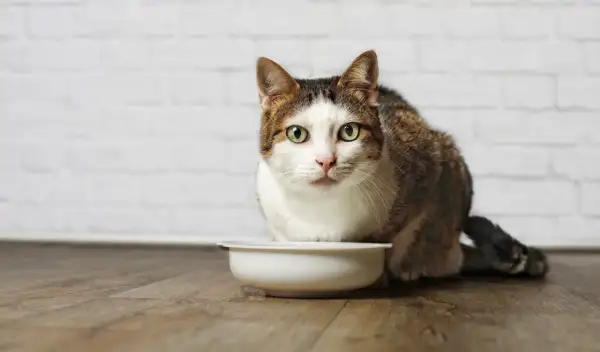 Un chat tigré et blanc aux yeux verts regarde fixement une gamelle vide. Mon chat stérilisé a toujours faim, même après avoir mangé.