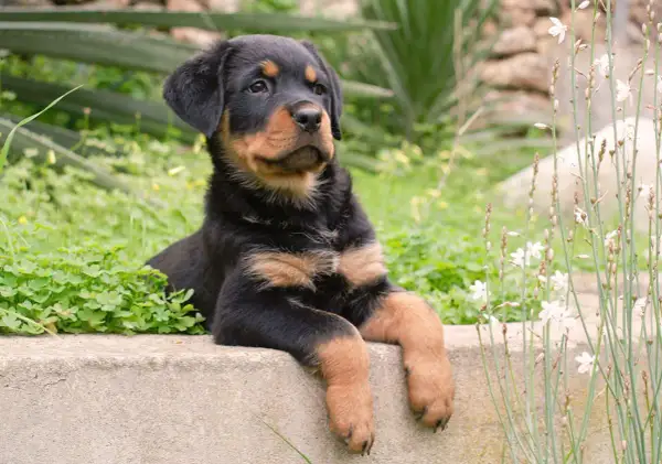 Un adorable chiot rottweiler royal, au regard curieux, se repose sur un muret entouré de verdure et de fleurs sauvages.