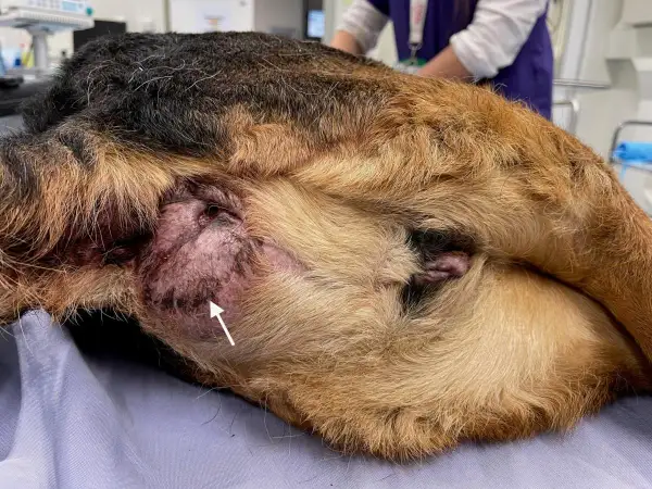 Gros plan sur un chien, montrant une tumeur anale. La zone est enflammée et présente des marques sombres.