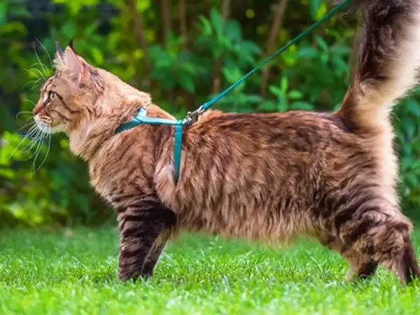 Un chat Maine Coon brun, explorant l'herbe verte, porte un harnais bleu turquoise. Quel harnais pour chat est parfait pour les aventures en plein air !