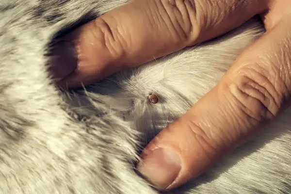 Gros plan d'une tique sur le pelage blanc d'un chien, examinée par des doigts humains.