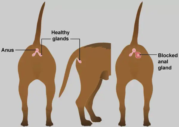 Illustration montrant les glandes anales d'un chien. Une glande est saine, l'autre est bloquée, signe possible de stress chez le chien.