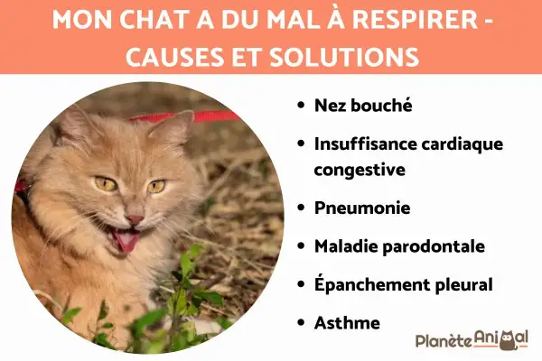Un chat roux aux yeux jaunes semble avoir du mal à respirer. La liste des causes et solutions pour comment soulager un chat qui a du mal à respirer inclut nez bouché, insuffisance cardiaque, pneumonie, etc.