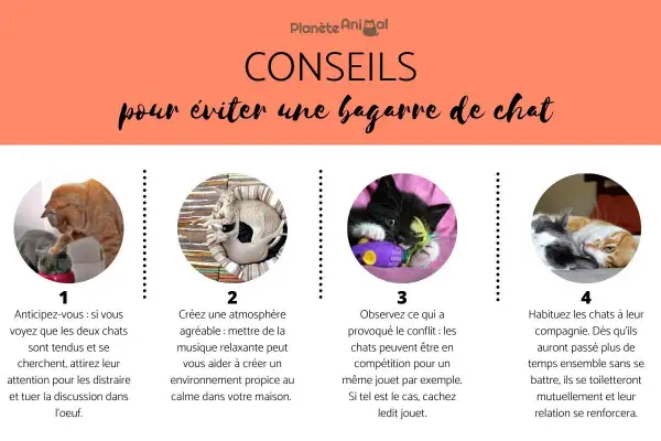 Conseils pour éviter une bagarre de chat : 4 astuces illustrées avec des chats, dont un nouveau chat à la maison.