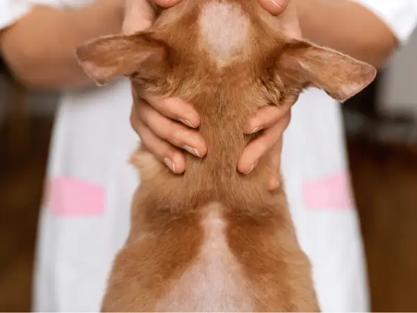 Un chien roux présente une perte de poils sur la tête et le cou, sans signe de démangeaison. Un vétérinaire examine le pelage.