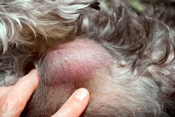 Gros plan sur un lipome sous la peau d'un chat, une masse bénigne.