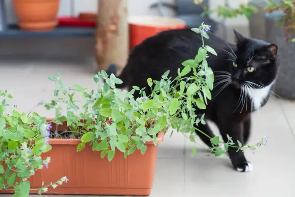 Un chat noir et blanc renifle avec curiosité une plante d'herbe à chat en pot.