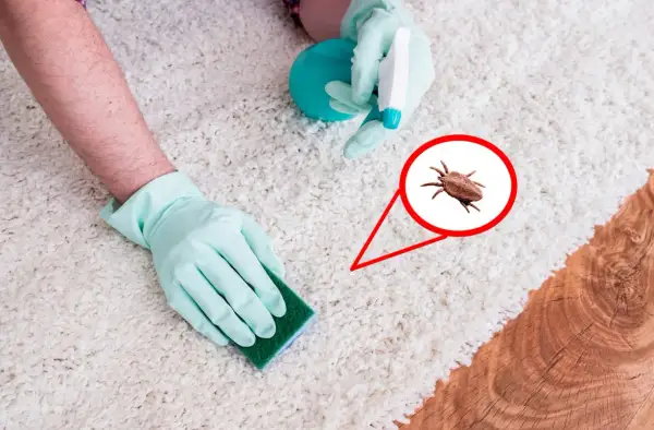 Gants bleus nettoyant un tapis blanc, avec une loupe montrant des puces dans la maison.