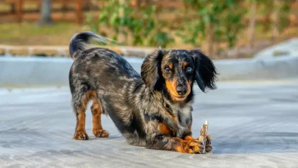 Un adorable chien saucisse, au pelage marbré et aux yeux bleus et marrons, joue avec un bout de bois.