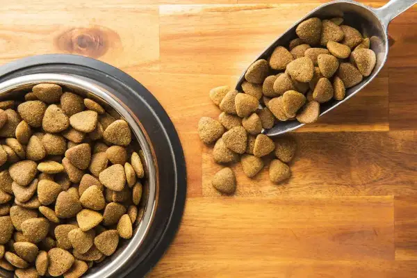 Un bol et une pelle remplis de croquettes sans céréales pour chien, un choix recommandé par les vétérinaires pour une alimentation saine.