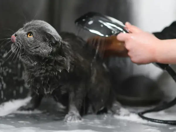 Un chat gris est mouillé, sa langue sortie, pendant qu'on lui apprend comment laver un chat avec une douchette.