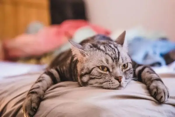 Mon chat s'ennuie, allongé sur le lit, le regard perdu dans le vide. Ses rayures grises ressortent sur le drap clair.