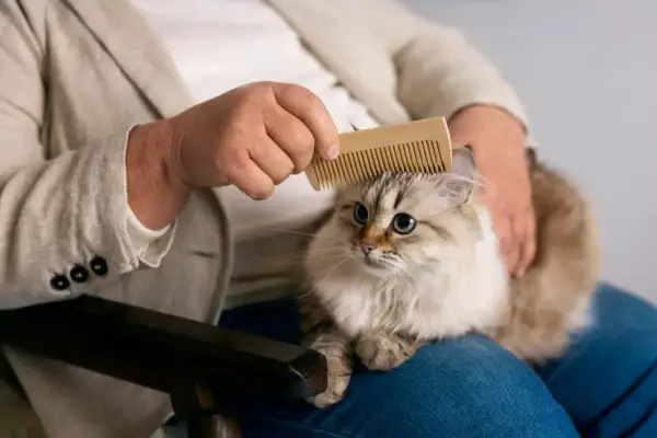 Une personne peigne un chat aux yeux bleus, peut-être pour soigner une maladie de chat poil collé.