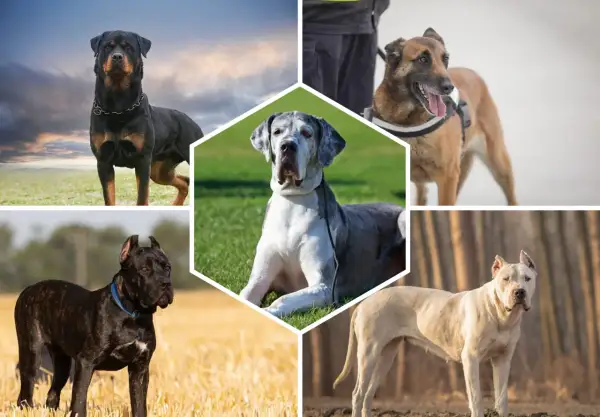 Collage de chiens impressionnants : Rottweiler, Malinois, Dogue Allemand, Cane Corso et Dogo Argentino, des exemples de race de chien de garde.