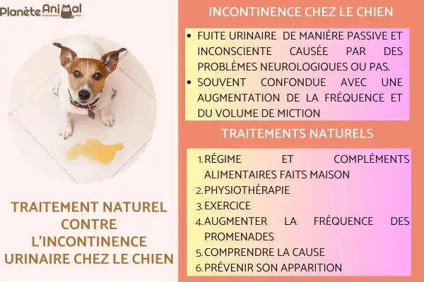 Chien avec une flaque d'urine, sujet de l'incontinence urinaire chez le chien et ses traitements naturels.