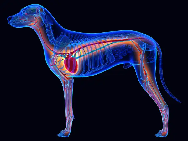 Anatomie d'un chien de 12 ans, montrant le cœur et le système circulatoire. Un souffle au cœur peut affecter ce système.