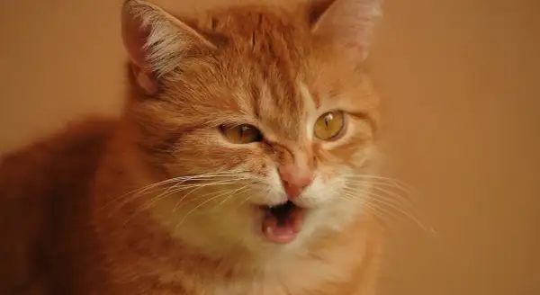 Un chat roux aux yeux ambrés semble avoir une quinte de toux, la gueule ouverte et les moustaches tendues.