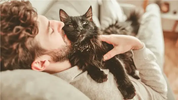 Un homme câline son chat noir. Le chat patoune sur sa poitrine, signe de bien-être et d'affection.