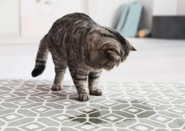 Un chat tigré renifle une tache suspecte sur le tapis, l'odeur de pipi de chat dans une pièce est peut-être là.