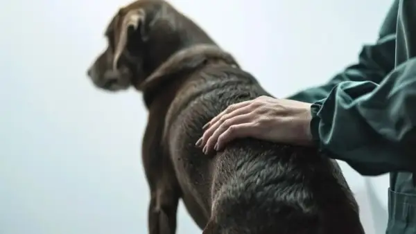 Main d'un vétérinaire caressant un chien brun, peut-être pour le réconforter face à une insuffisance rénale canine.