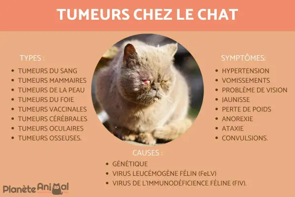 Un chat aux yeux rouges et à la bouche visiblement affectée par une tumeur. L'image liste les types, symptômes et causes des tumeurs chez le chat.
