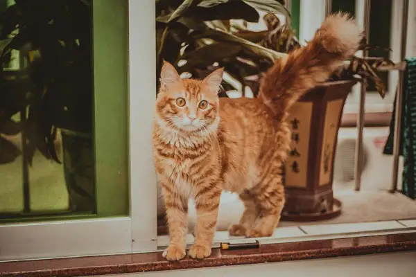 Un chat roux aux yeux vifs se tient sur un rebord, sa queue touffue en l'air, signe qu'il est curieux.