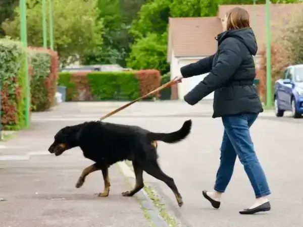 Une femme marche dans la rue, son grand chien noir tire en laisse, impatient d'explorer.