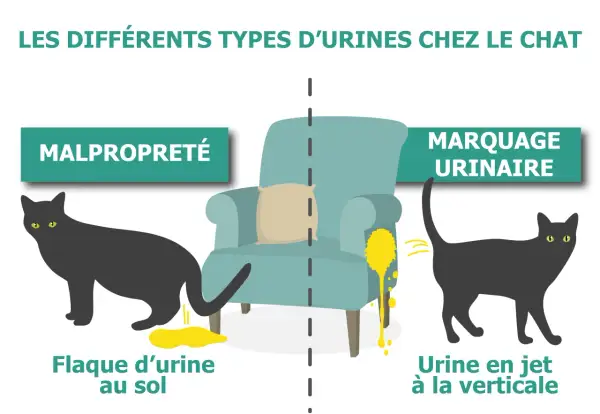 Illustration comparant la malpropreté (chat faisant une flaque au sol) et le marquage urinaire (chat uriner en jet à la verticale).