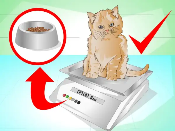 Un chaton roux sur une balance, avec une gamelle de croquettes et une flèche rouge. Comment faire grossir un chat ?