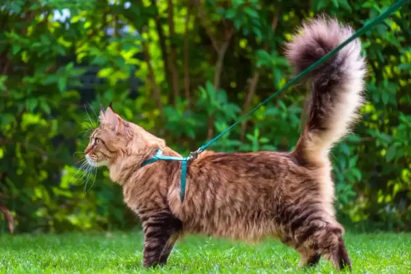 Un majestueux chat Maine Coon, en laisse, explore l'herbe verte et les buissons luxuriants.
