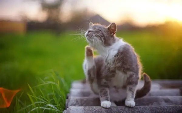 Un chat tigré se gratte l'oreille au soleil couchant. Il semble que mon chat a des puces, il est temps de le traiter.