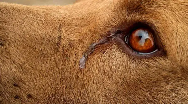 Gros plan sur l'œil d'un chien qui pleure, une larme coulant sur sa fourrure brune.
