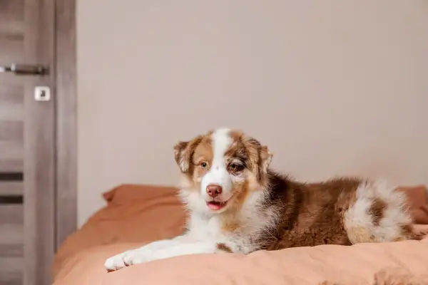 Berger australien sur un lit, l'air curieux. Il est encore jeune, mais on se demande à quel âge un berger australien se calme.