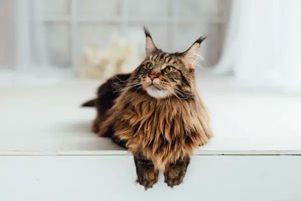 Magnifique Maine Coon au pelage brun tigré, assis sur une surface blanche. Il attend sa nourriture avec impatience.