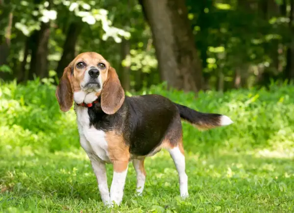 Beagle adulte caractère : ce chien tricolore, au regard curieux, se tient fièrement dans l'herbe verte, prêt pour une nouvelle aventure.