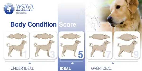 Évaluation du **score corporel chien** : illustrations montrant des chiens de 1 à 9, de maigres à obèses, pour évaluer leur condition physique.