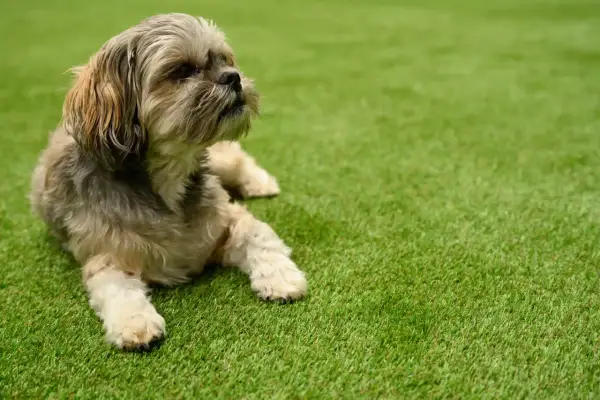 Un petit chien à poils longs se repose sur une herbe à chien d'un vert éclatant.