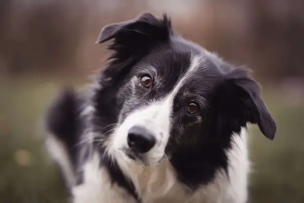 Un adorable Border Collie, le meilleur chien de compagnie, regarde avec ses grands yeux expressifs.