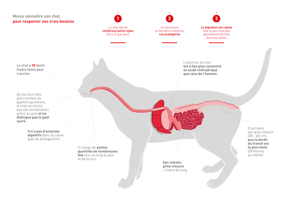 Anatomie du chat : son système digestif est adapté à de petits repas fréquents. La digestion est rapide, avec un estomac très acide. Le temps de digestion dans le gros intestin est d'au moins 20 heures.