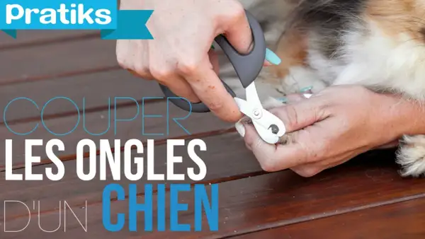 Des mains coupent les ongles d'un chien avec un coupe-ongles spécial.
