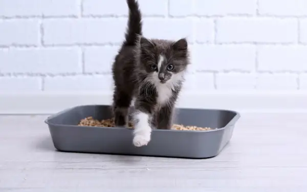 Un chaton gris et blanc sort d'une litière. Il est important de surveiller les symptômes d'infection urinaire chez le chat, comme des changements dans ses habitudes de toilettage.